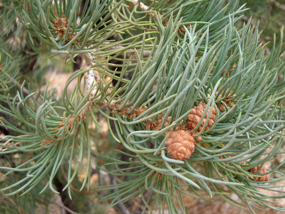 Singleleaf Pinyon Pine, pinus monophylla