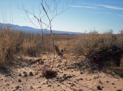 Desert Trumpet, Eriogonum inflatum