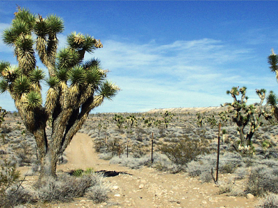 Joshua Tree, Yucca brevifolia