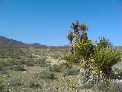 Mojave Yucca, Yucca schidigera