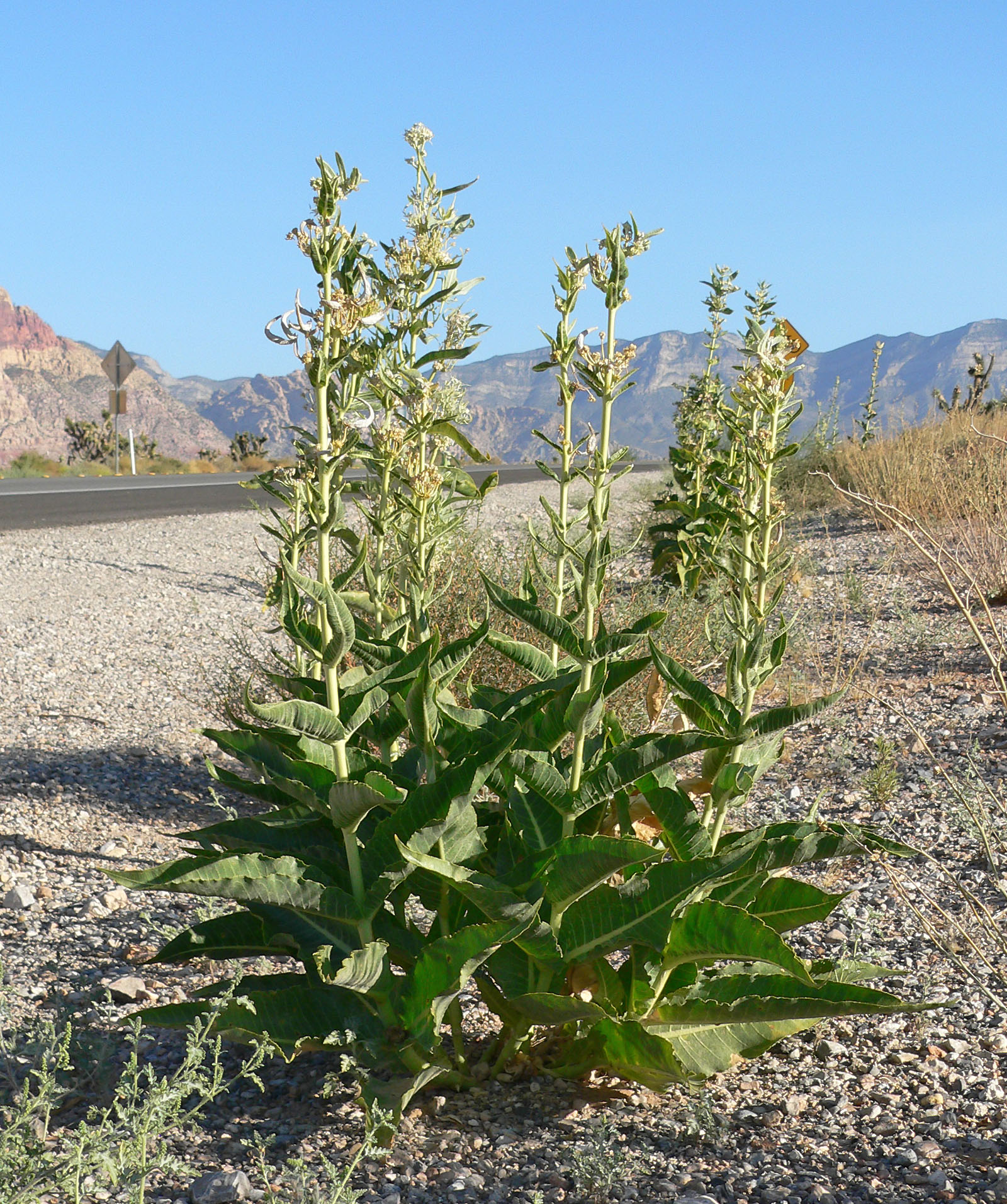 Desert Milkweed, Asclepias erosa