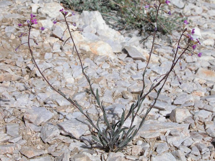 Desert Rockcress, Arabis pulchra