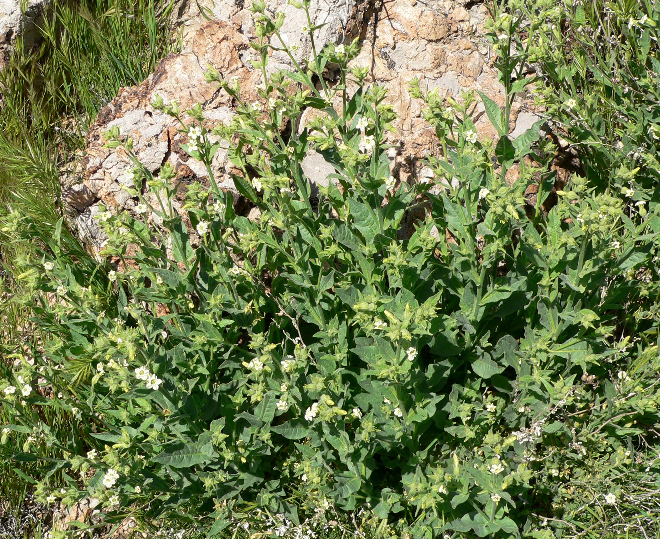 Desert Tobacco, Nicotiana obtusifolia