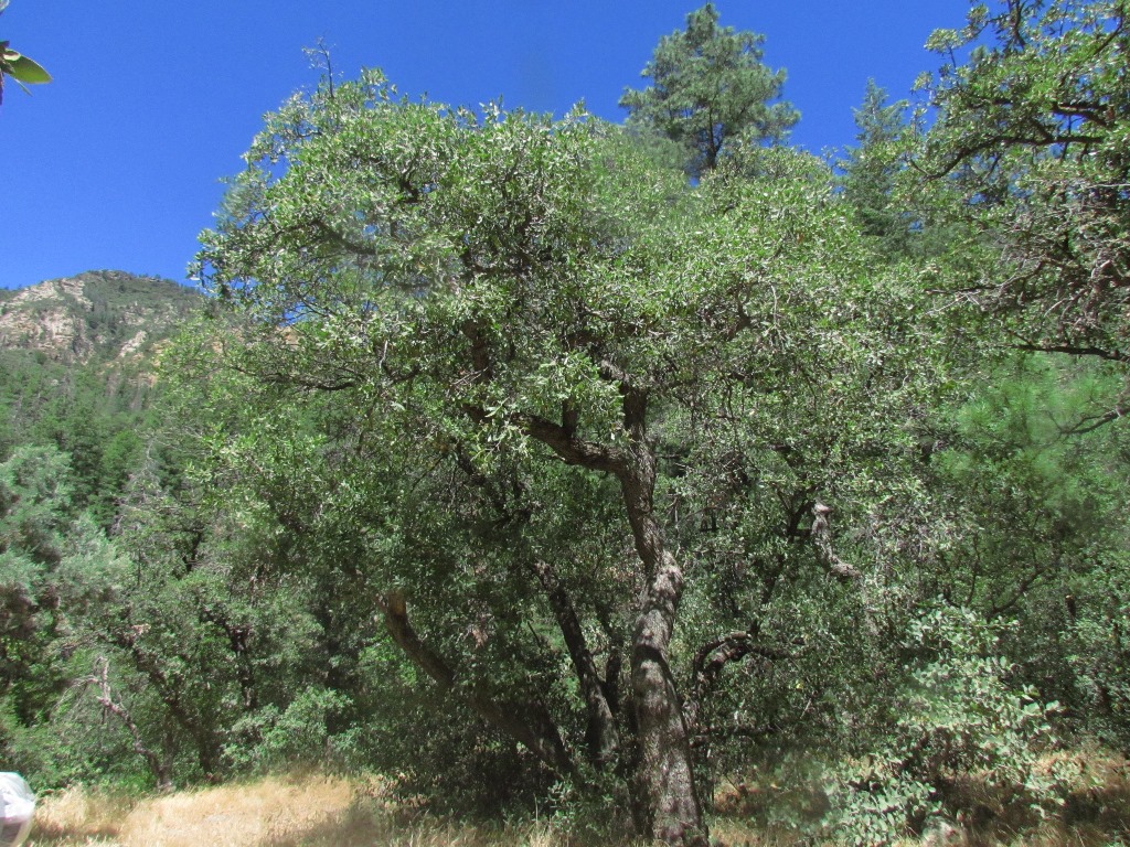 Gambel's Oak, Quercus gambelii