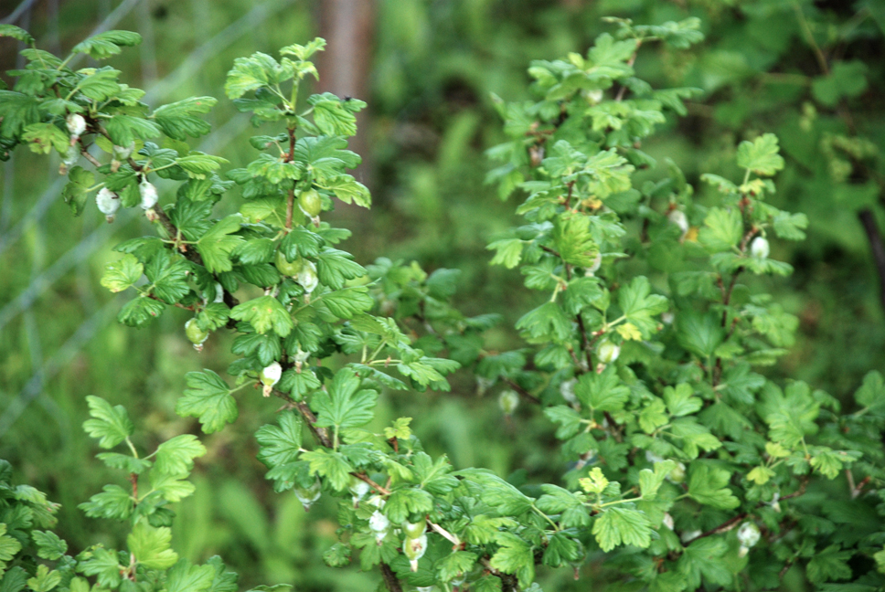 Gooseberry, Ribes ssp.