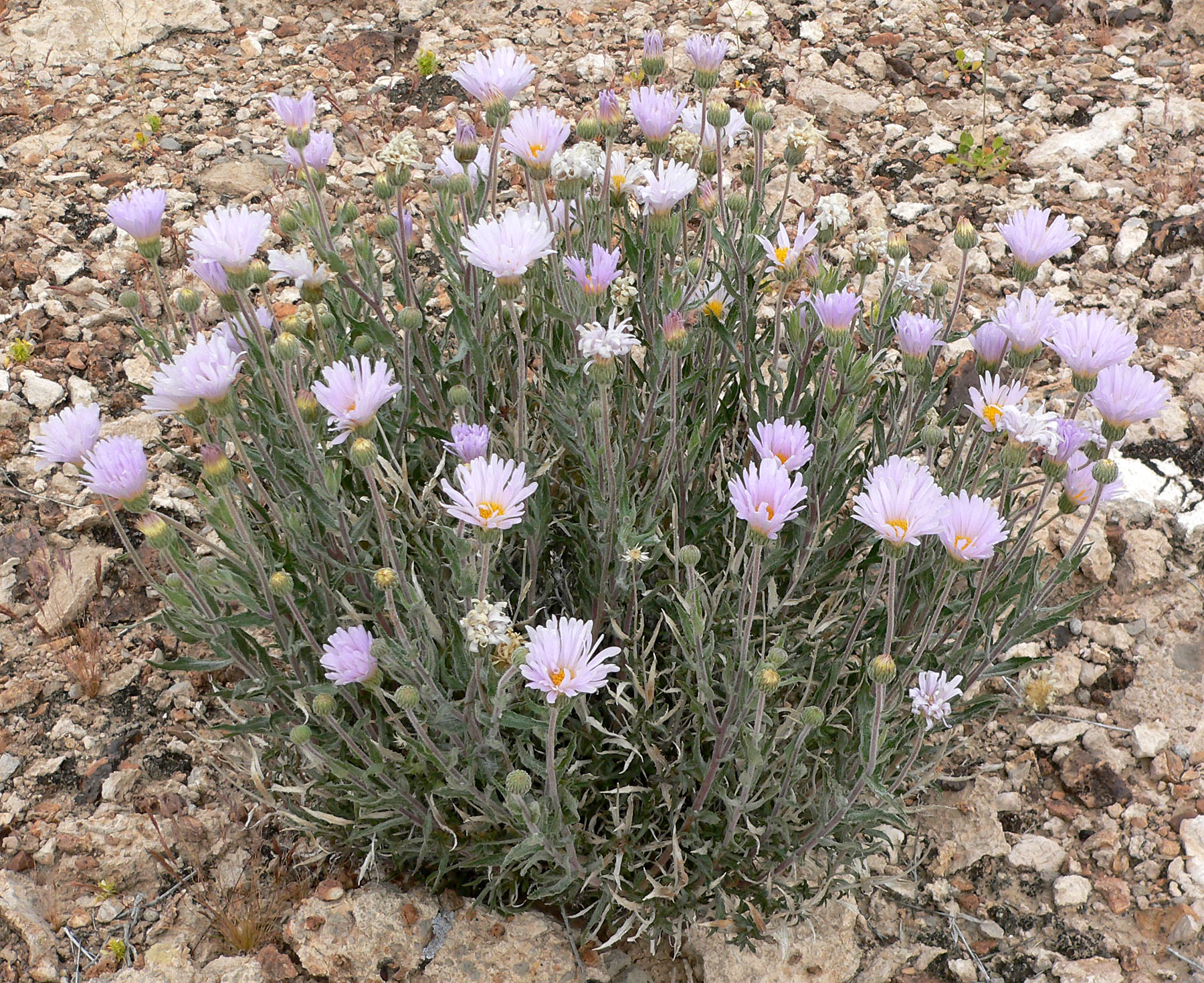 Mojave Woodyaster, Xylorhiza tortifolia