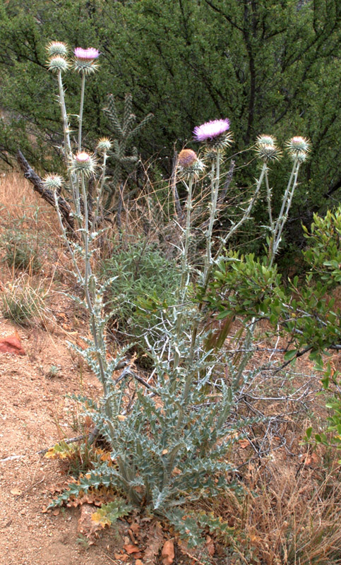 New Mexico Thistle, Cirsium neomexicanum