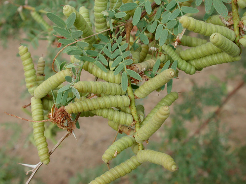 Screwbean Mesquite, Prosopis pubescens