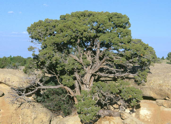 Utah Juniper, Juniperus osteosperma
