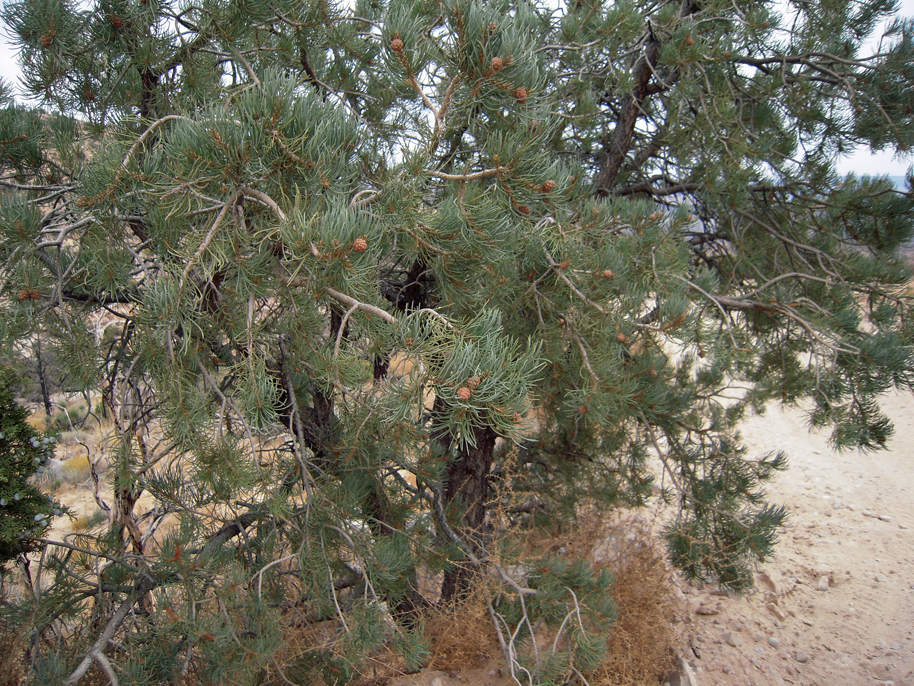Trees found in the Mojave Desert near Mesquite Nevada
