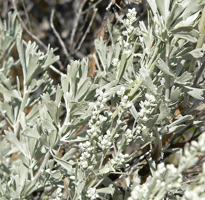 Big sagebrush, Artemisia tridentata