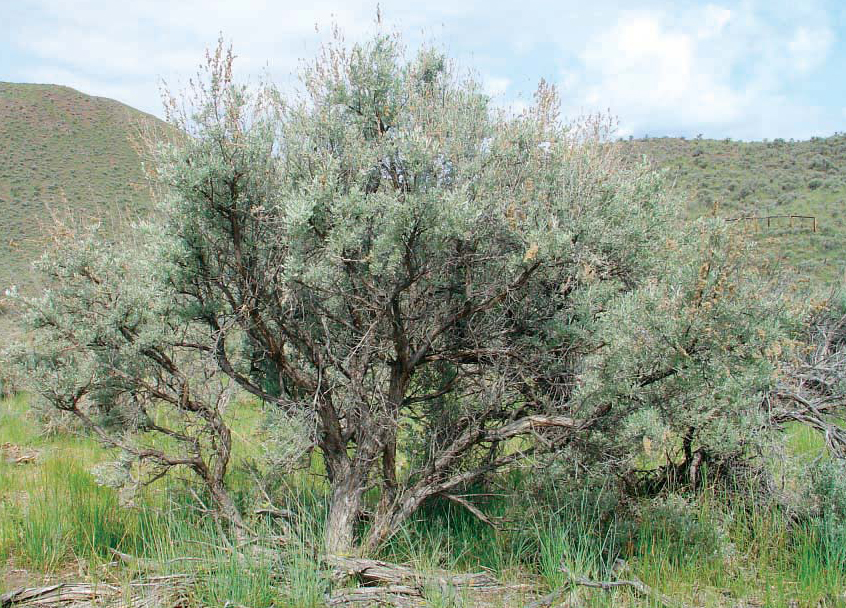 Big sagebrush, Artemisia tridentata