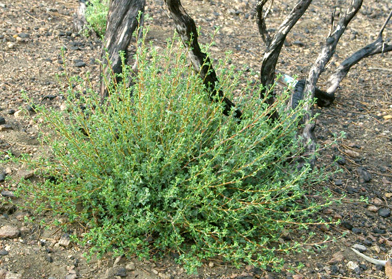 Desert Bitterbrush, Purshia glandulosa