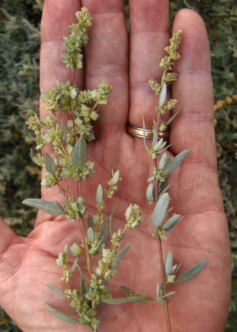 Fourwing Saltbush, Atriplex canescens
