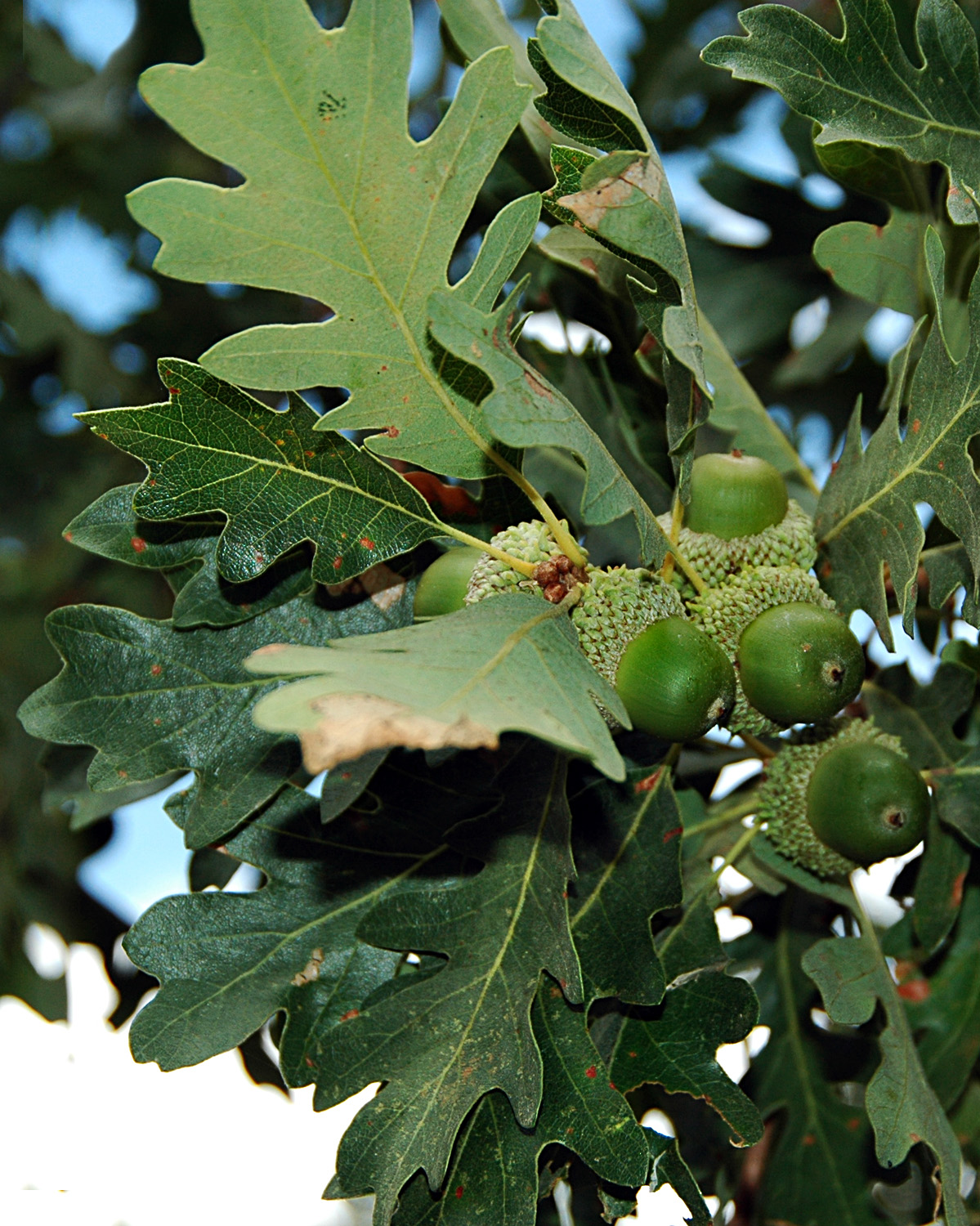 Gambel's Oak, Quercus gambelii