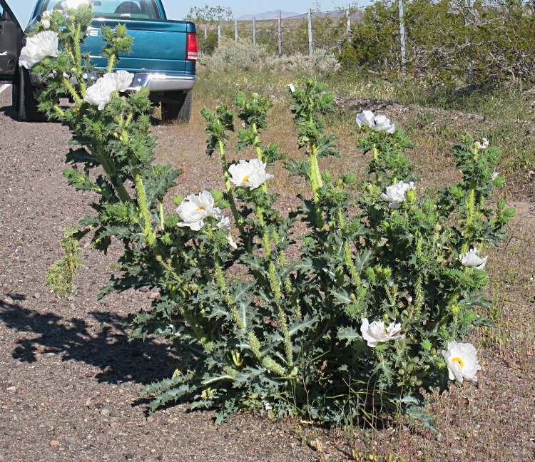 Mojave Prickly Poppy, Argenmone corymbosa