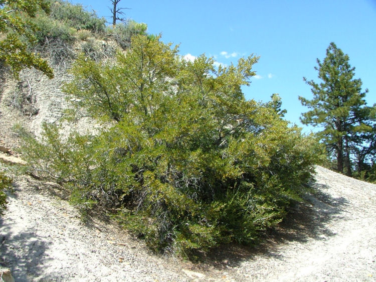 Mountain Mahogany, Cercocarpus ledifolius