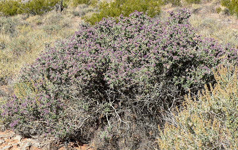 Nevada Smokebush, Psorothamnus polydenius