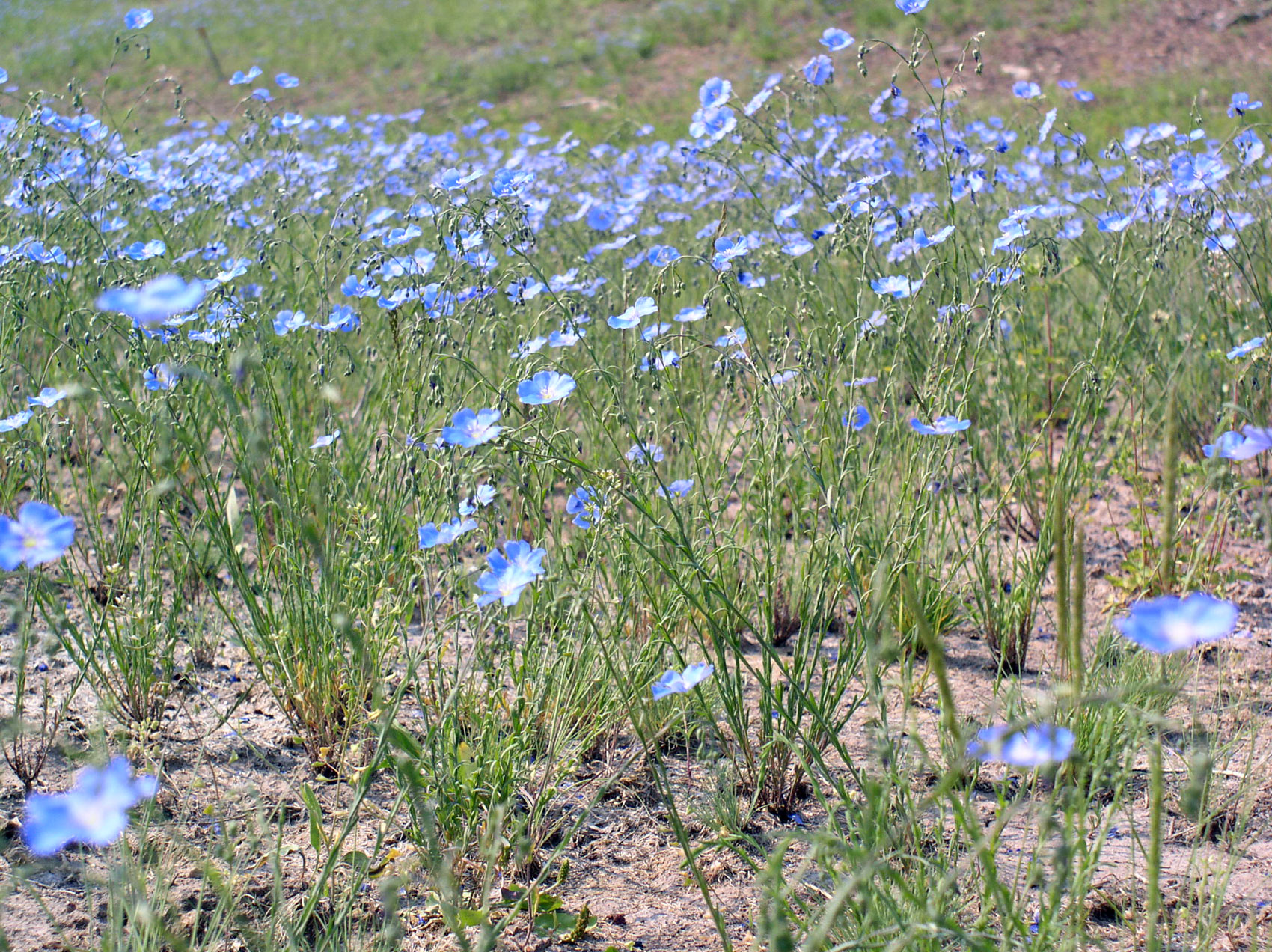 Prairie Flax, Linum lewisii