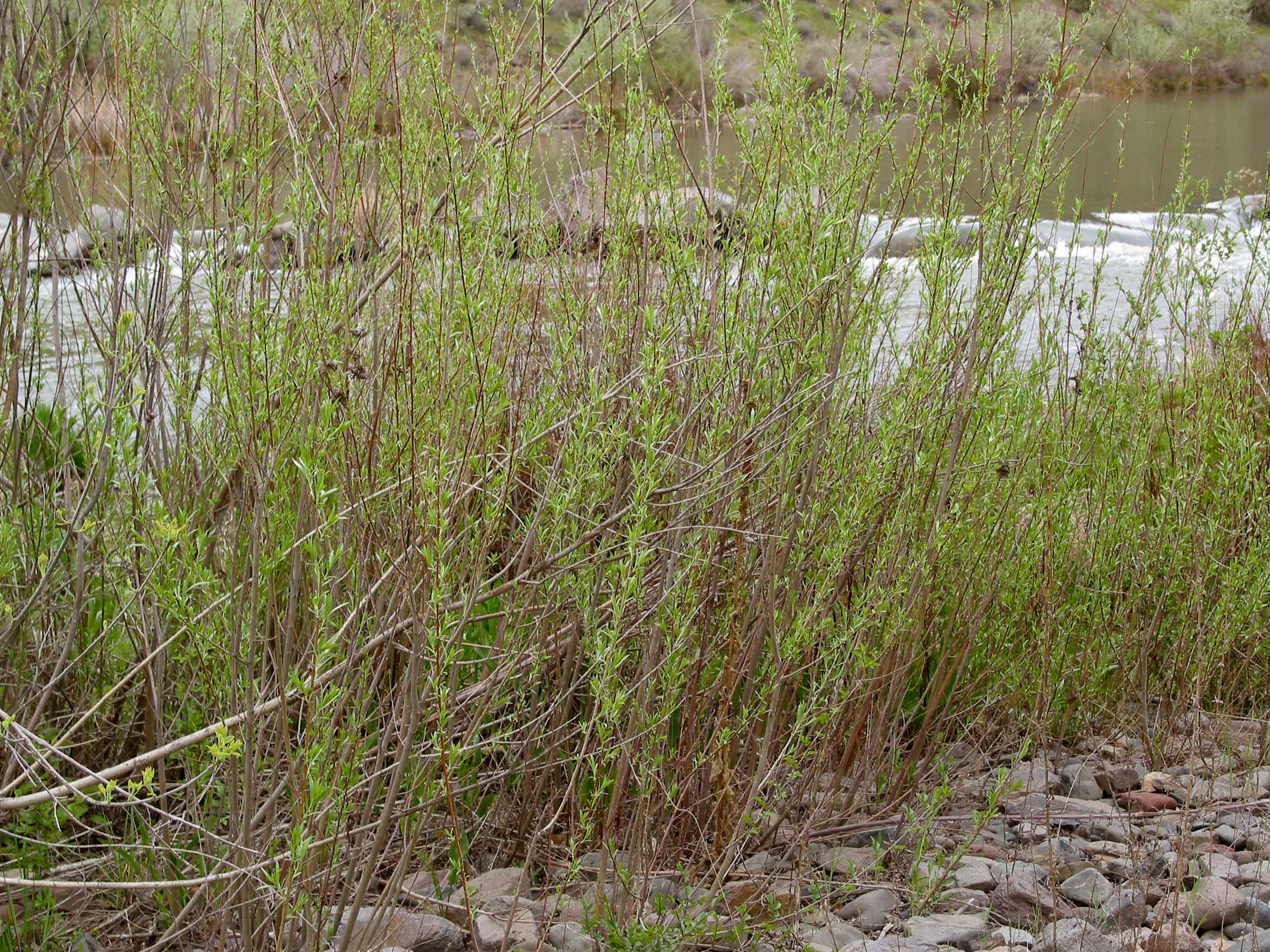 Sandbar Willow, Salix exigua