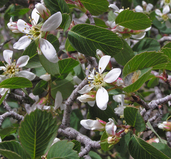 Utah Serviceberry, Amelanchier utahensis
