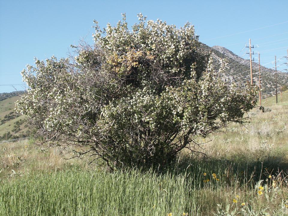 Utah Serviceberry, Amelanchier utahensis