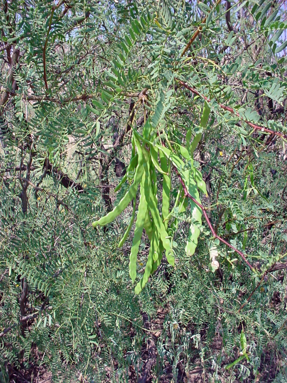 Western Honey Mesquite, Prosopis Glandulosa